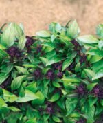 Thai Sweet Basil Seeds