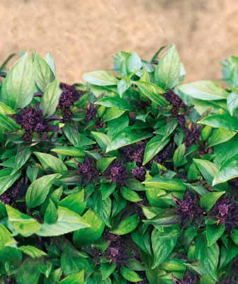 Thai Sweet Basil Seeds