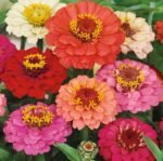 Thumbelina Zinnia Seeds