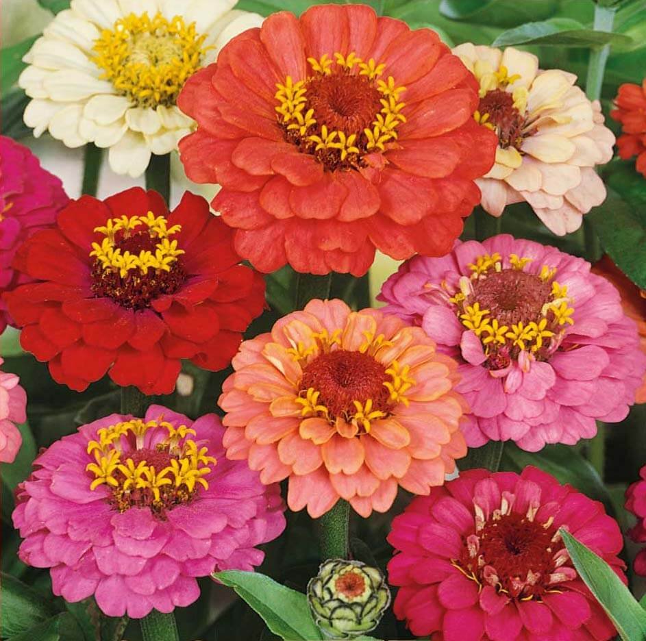 Thumbelina Zinnia Seeds Thumbelina Zinnia Seeds