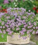 Thyme Seeds