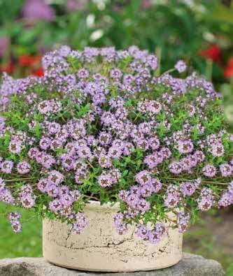 Thyme Seeds