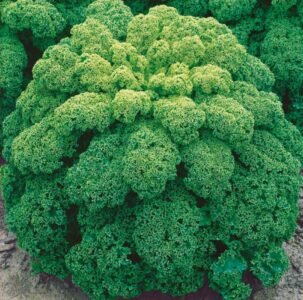 Tintoreto Curly Kale Seeds