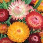Tom Humb Strawflower Seeds