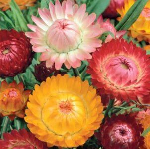 Tom Humb Strawflower Seeds