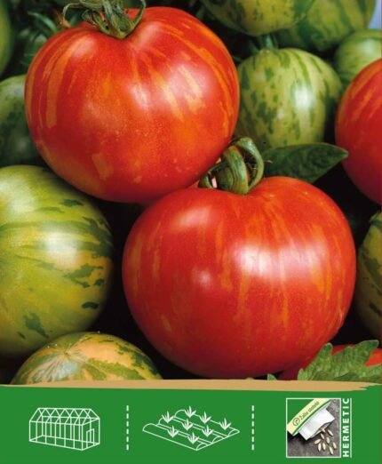 Tomato Seeds