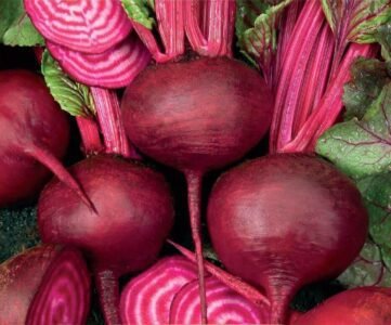 Tonda Di Chioggia Beetroot Seeds