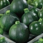Tondo Di Piacenza Courgette Seeds