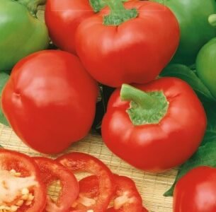 Topepo Rosso Sweet Pepper Seeds