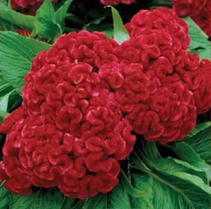 Toreodor Cockscomb Flower Seeds