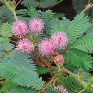 Touch Me Not Mimosa Seeds