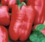 Trapez Sweet Pepper Seeds