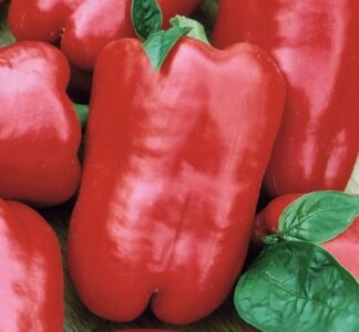 Trapez Sweet Pepper Seeds