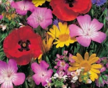Tubinger Organic Flower Mix Seeds