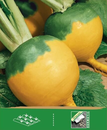 Turnip Seeds