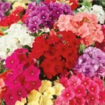 Twinkle Annual Phlox Seeds