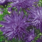 Unicum Blue China Aster Seeds