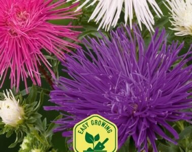 Unicum Mix China Aster Seeds