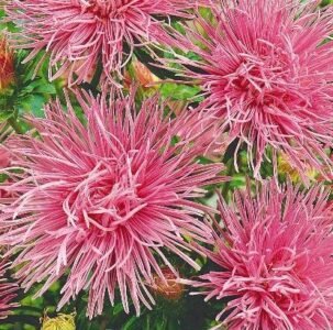 Unicum Pink China Aster Seeds
