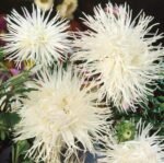 Unicum White China Aster Seeds