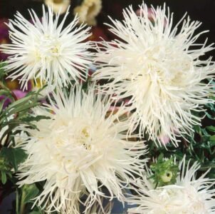 Unicum White China Aster Seeds