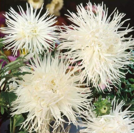 Unicum White China Aster Seeds