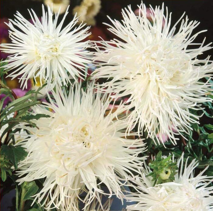 Unicum White China Aster Seeds