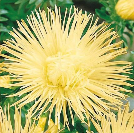 Unicum Yellow China Aster Seeds
