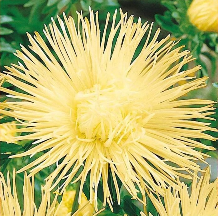 Unicum Yellow China Aster Seeds