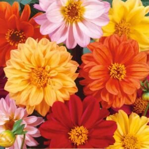 Unwin Mix Dahlia Seeds