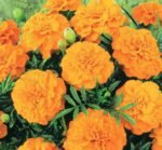 Valencia French Marigold Seeds