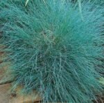 Varna Blue Fescue Grass Seeds