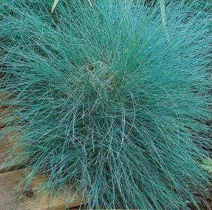 Varna Blue Fescue Grass Seeds