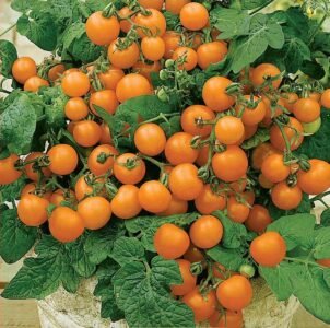 Venus Tomato Seeds