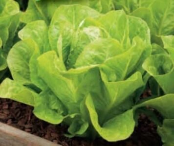 Verde Degli Ortolani Organic Lettuce Seeds