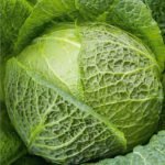 Verita H Savoy Cabbage Seeds