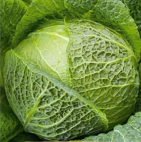 Verita H Savoy Cabbage Seeds Verita H Savoy Cabbage Seeds