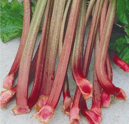 Victoria Rhubarb Seeds
