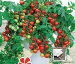 Vilma Tomato Seeds