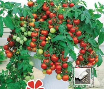 Vilma Tomato Seeds