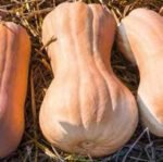 Violina Musk Pumpkin Seeds