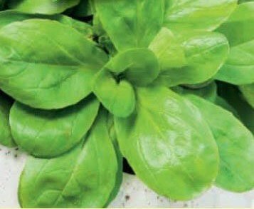 Vit Organic Lamb's Lettuce Seeds