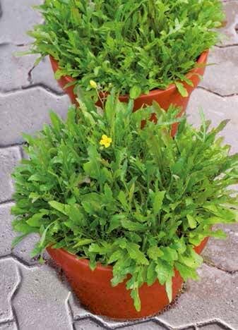Wall Rocket Seeds