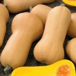 Waltham Butternut Musk Pumpkin Seeds