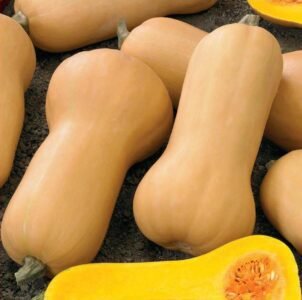 Waltham Butternut Musk Pumpkin Seeds