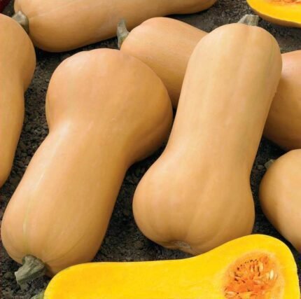 Waltham Butternut Musk Pumpkin Seeds