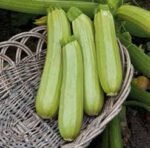 Wanda Courgette Seeds