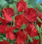 Welcome Sweet Pea Seeds