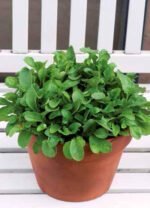 Whildfire Wasabi Wild Rocket Seeds