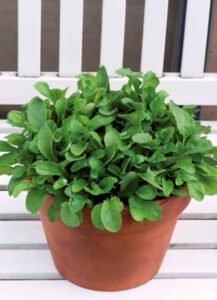 Whildfire Wasabi Wild Rocket Seeds